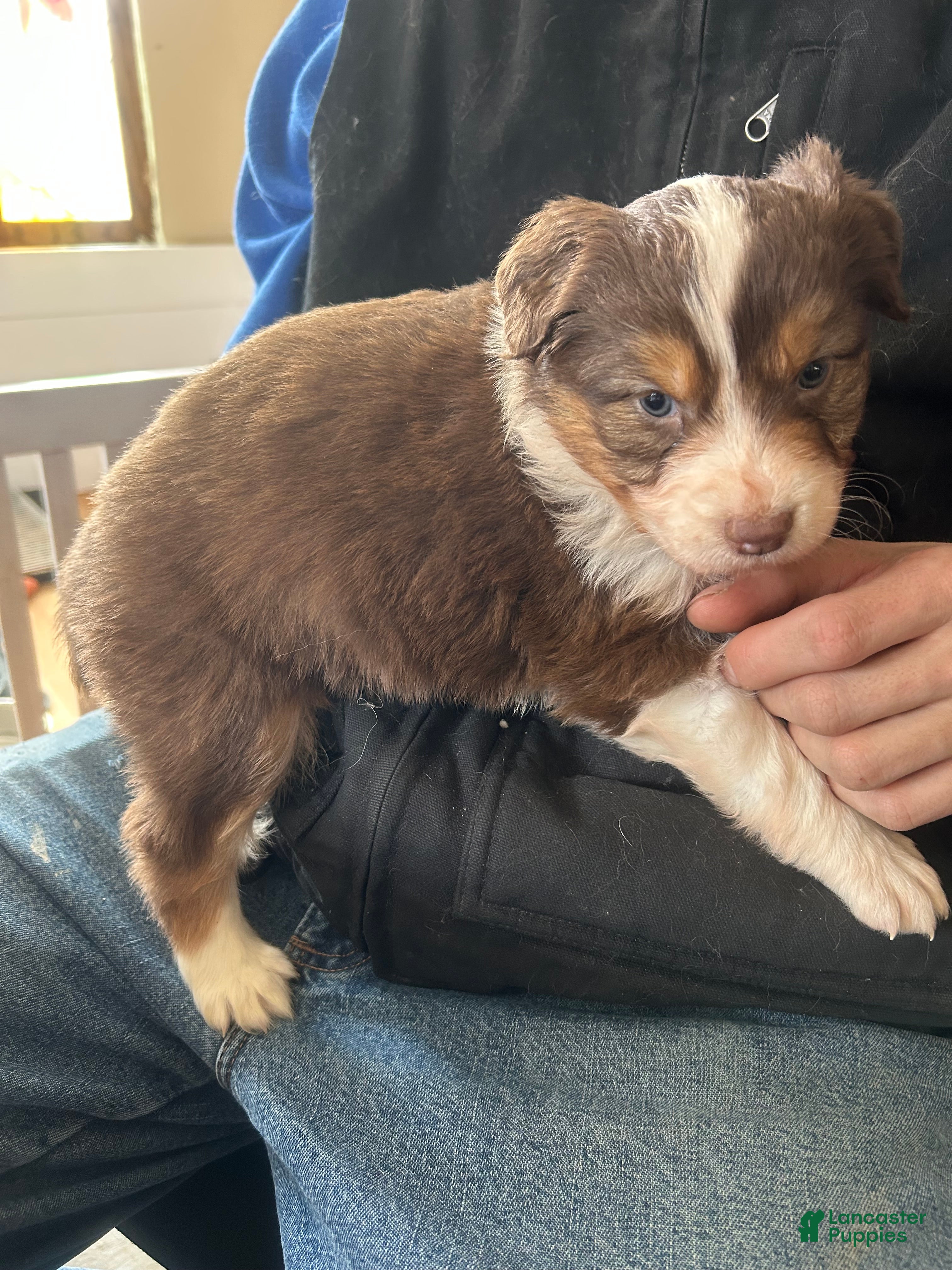 Australian Shepherd dogs Calamity Jane - Ad 2