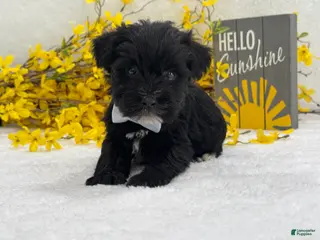 Miniature Schnauzer dogs Nova Male 3 - Ad 37