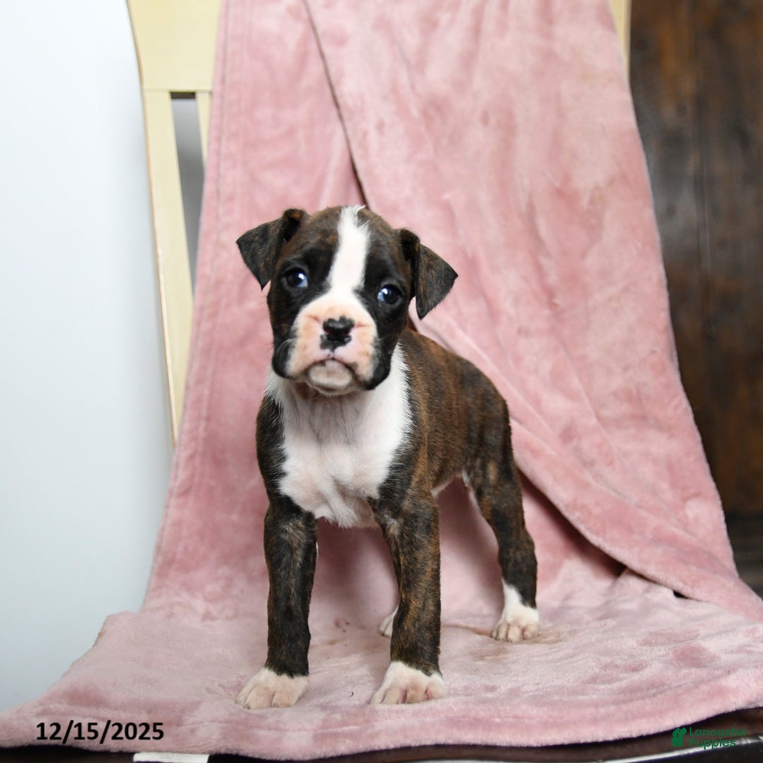 Boxer dogs for sale: Lindsey - Ad 1