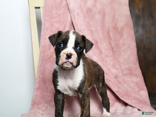 Boxer dogs Lindsey - Ad 2