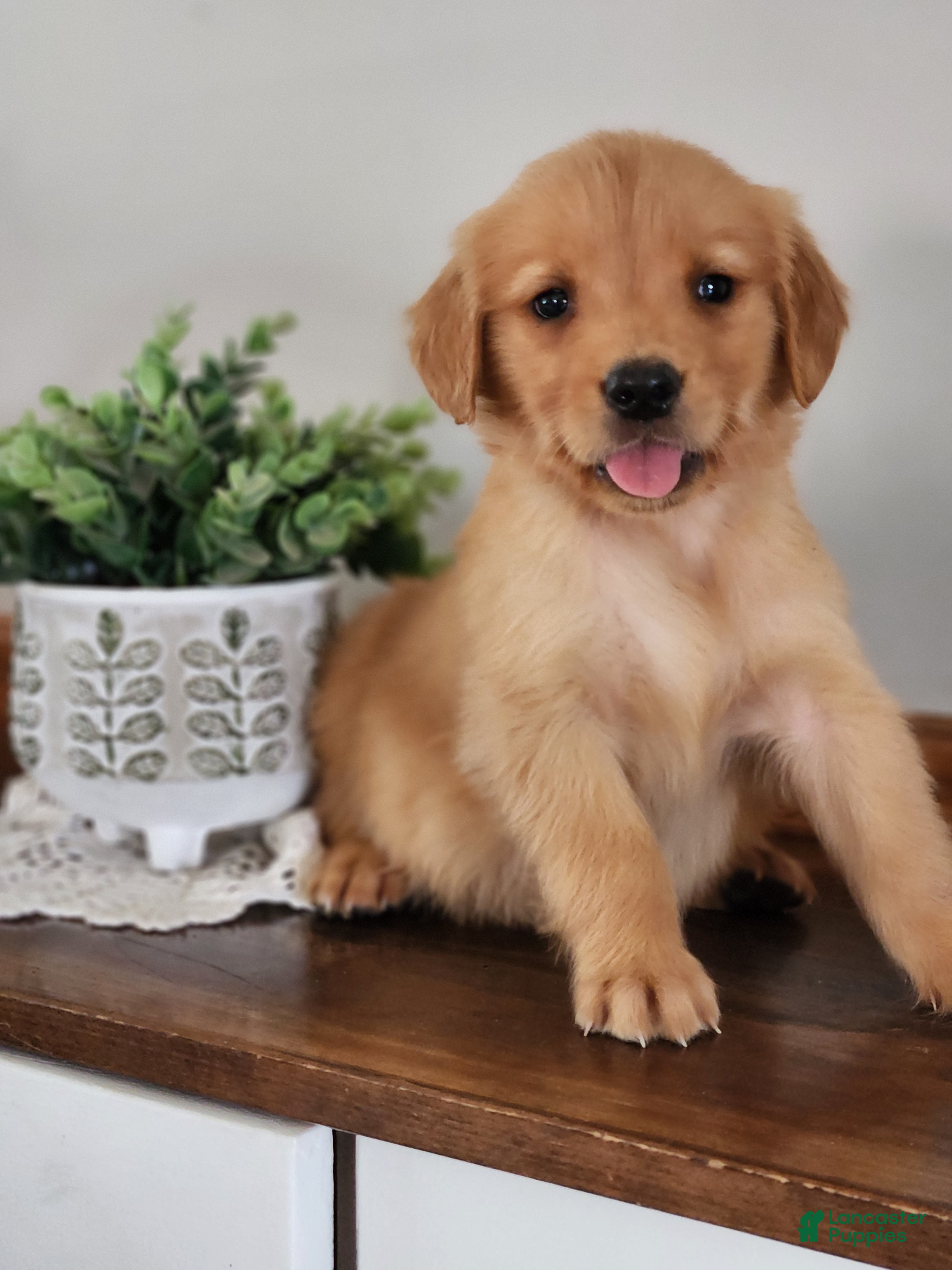 Golden Retriever dogs Roxy - Ad 1