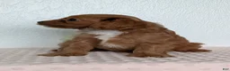 Cavapoo dogs for sale: Saint - Ad 9