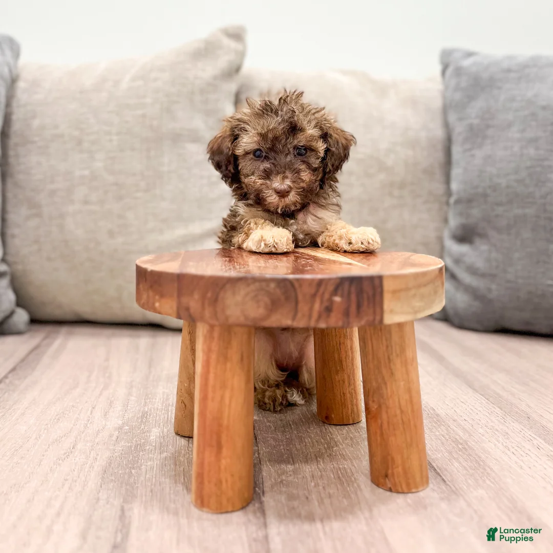 Miniature Poodle dogs for sale: Caramel - Ad 2