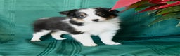 Shetland Sheepdog dogs for sale: Kyle - Ad 4
