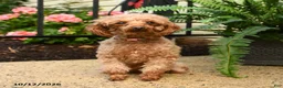 Toy Poodle dogs for sale: Buster - Ad 4
