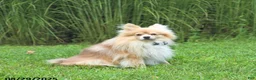 Pomeranian dogs for sale: Truffle - Ad 5