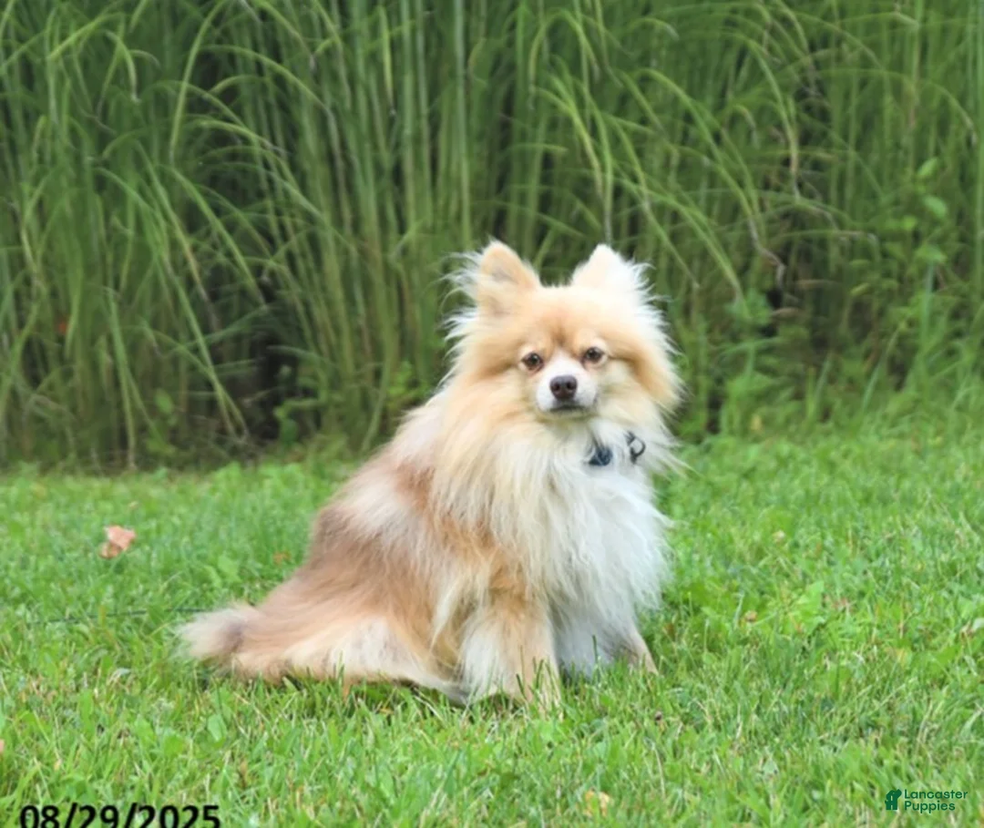 Pomeranian dogs for sale: Truffle - Ad 5