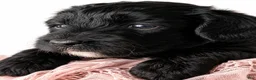 Aussiedoodle dogs for sale: Aussiedoodle 6 - Ad 2
