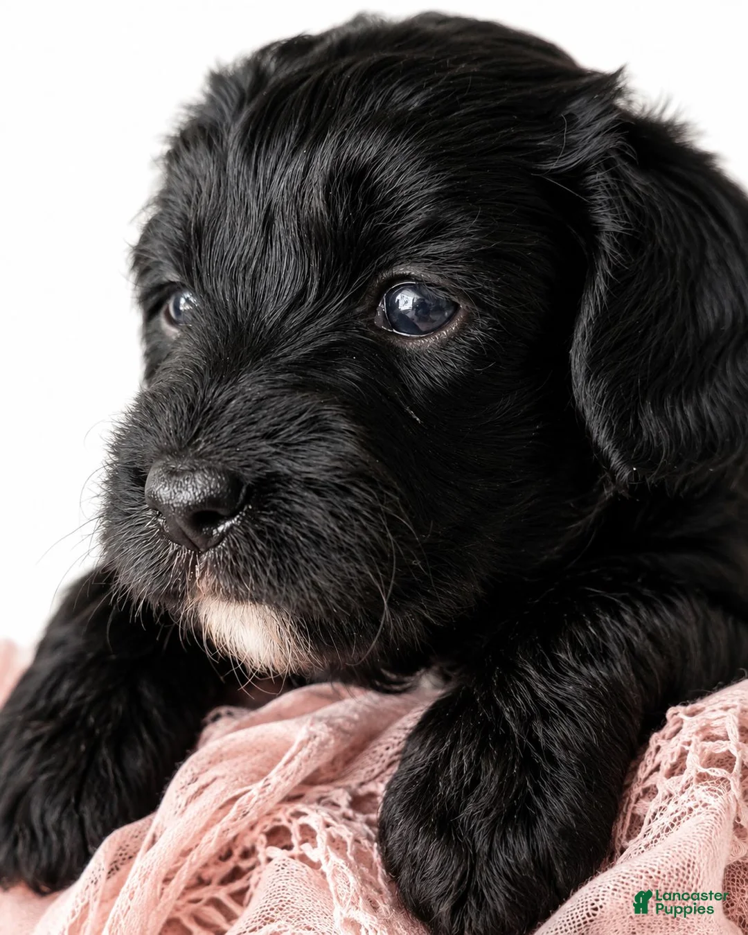 Aussiedoodle dogs for sale: Aussiedoodle 6 - Ad 2