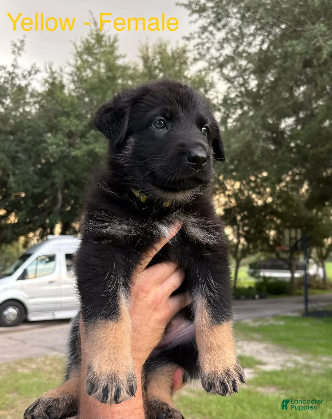German Shepherd dogs for sale: Daisy - Ad 1