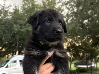 German Shepherd dogs Daisy - Ad 4