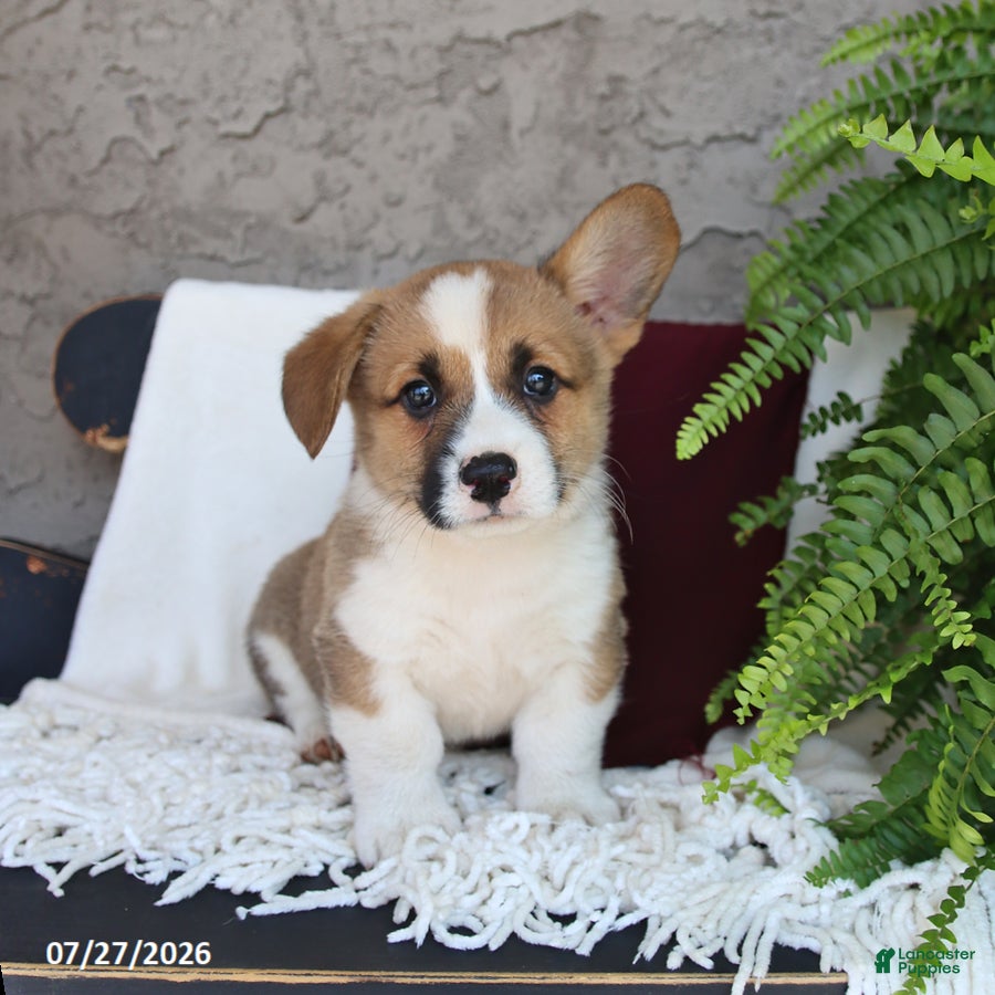 Welsh Corgi Pembroke dogs Lucky - Ad 1