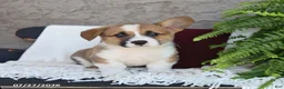 Welsh Corgi Pembroke dogs for sale: Lucky - Ad 1