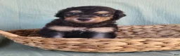 Aussiedoodle dogs for sale: F1b Aussiedoodle Pumbaa - Ad 2