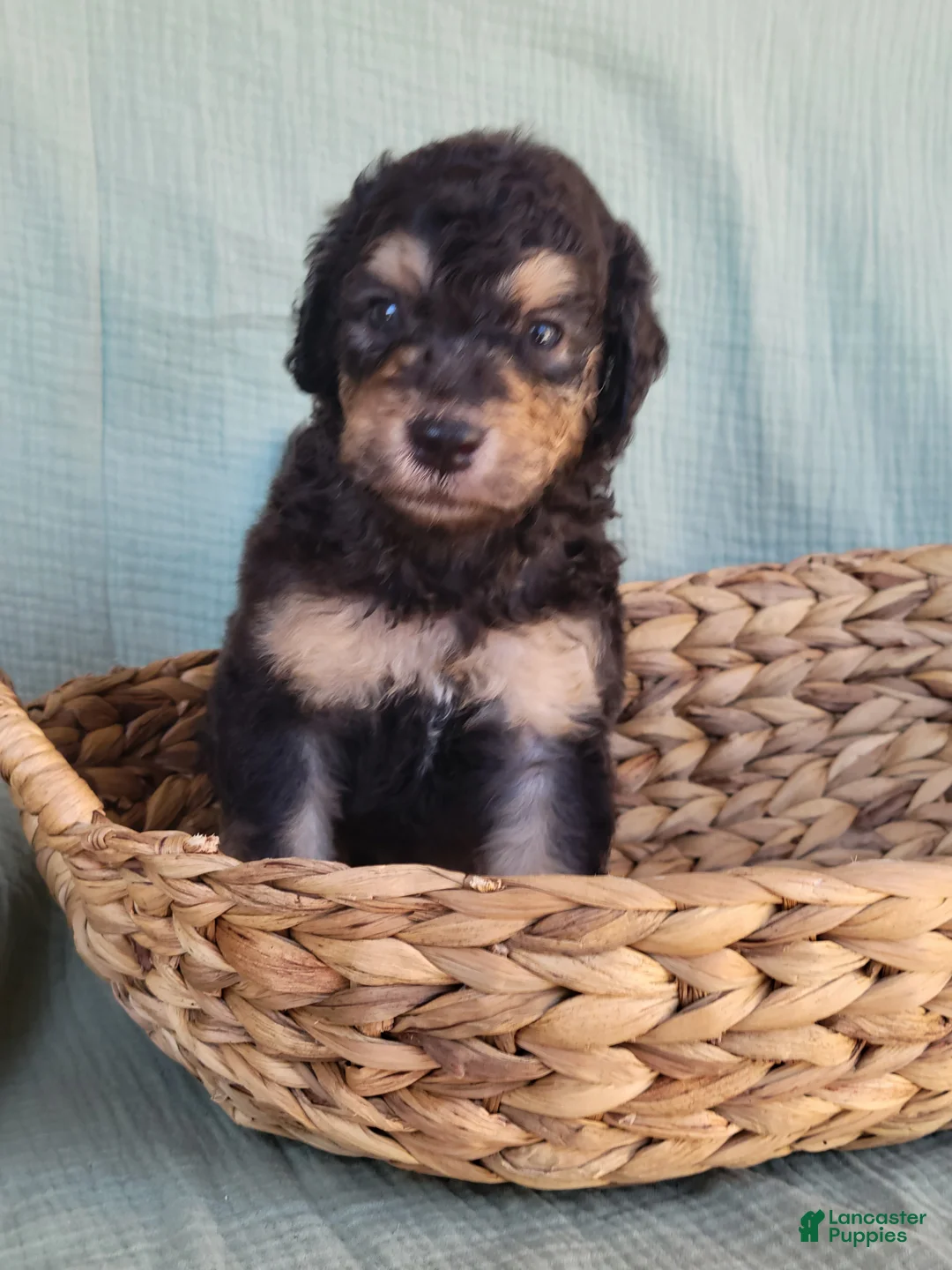Aussiedoodle dogs for sale: F1b Aussiedoodle Pumbaa - Ad 2