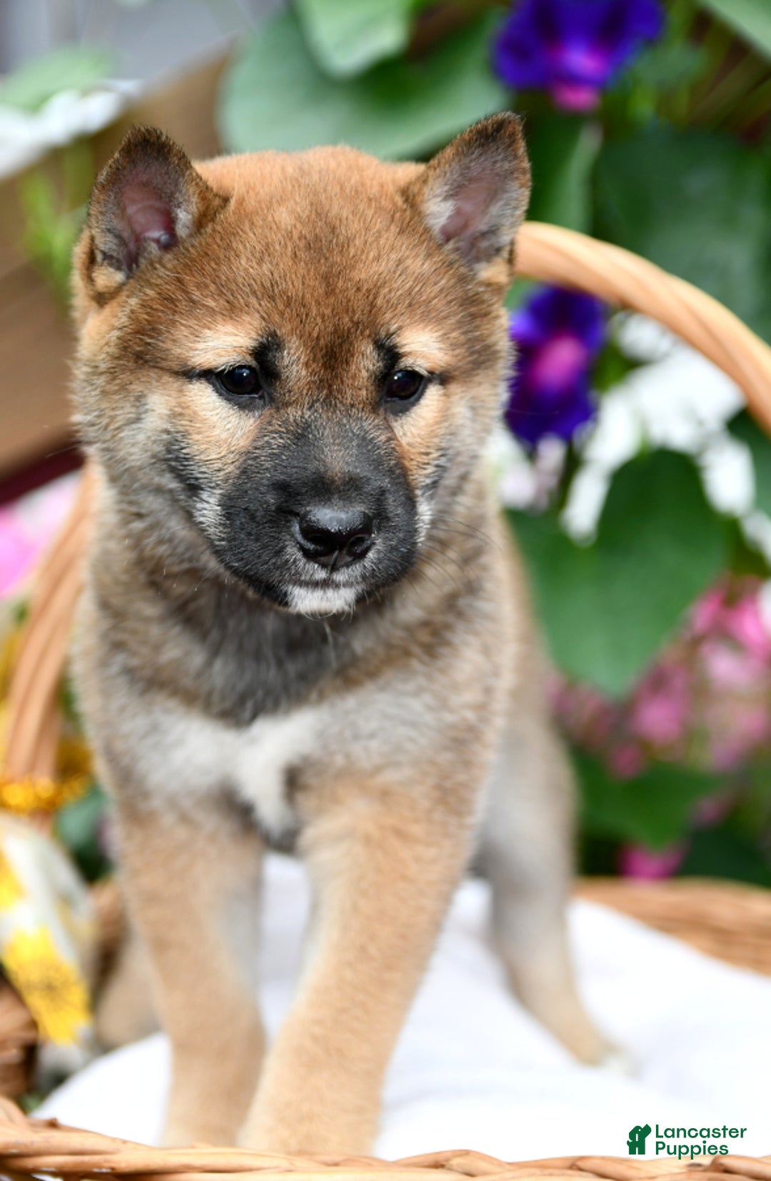 Gallery Image {{count}}