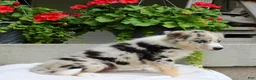Mixed Breed dogs for sale: Lily - Ad 5