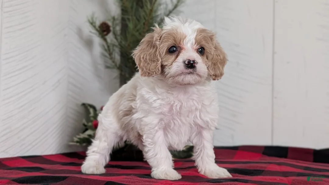 Cavapoo dogs for sale: Duke - Ad 10