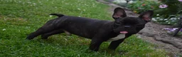 French Bulldog dogs for sale: Brady - Ad 3