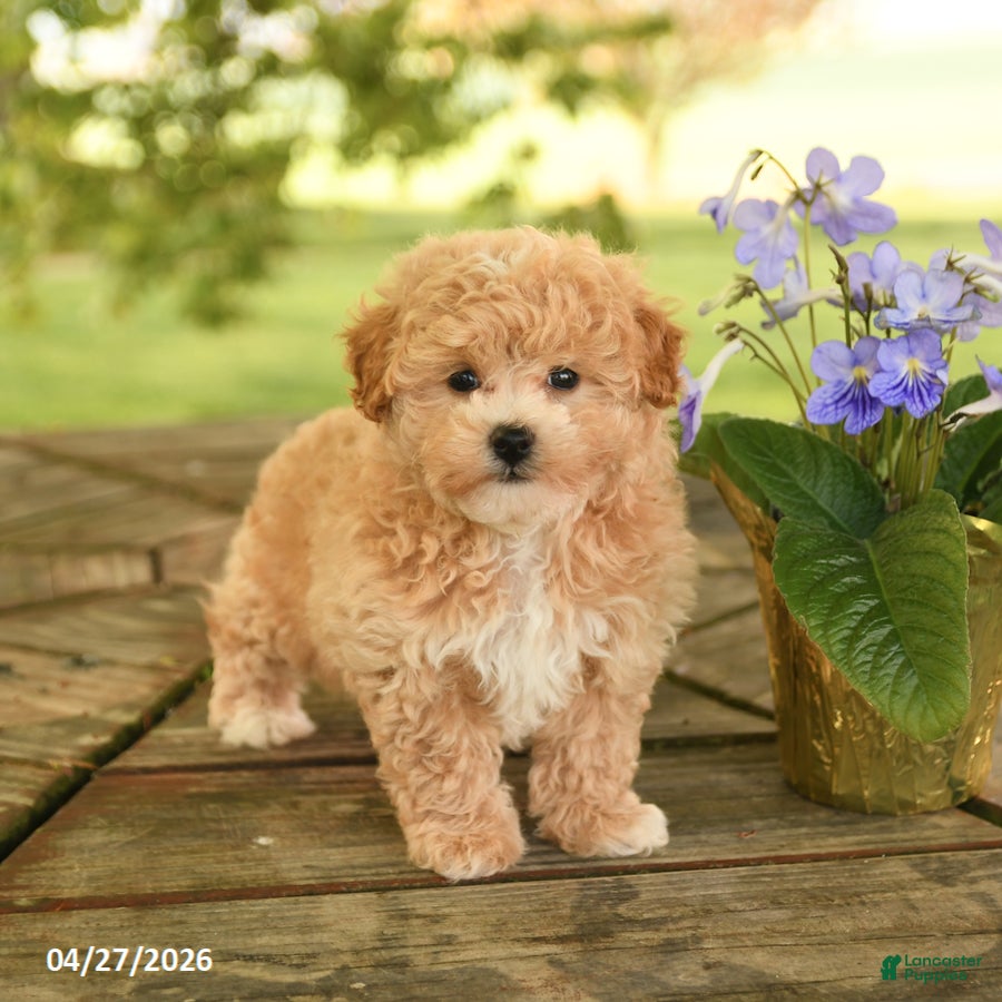 Maltipoo dogs Rudy - Ad 1