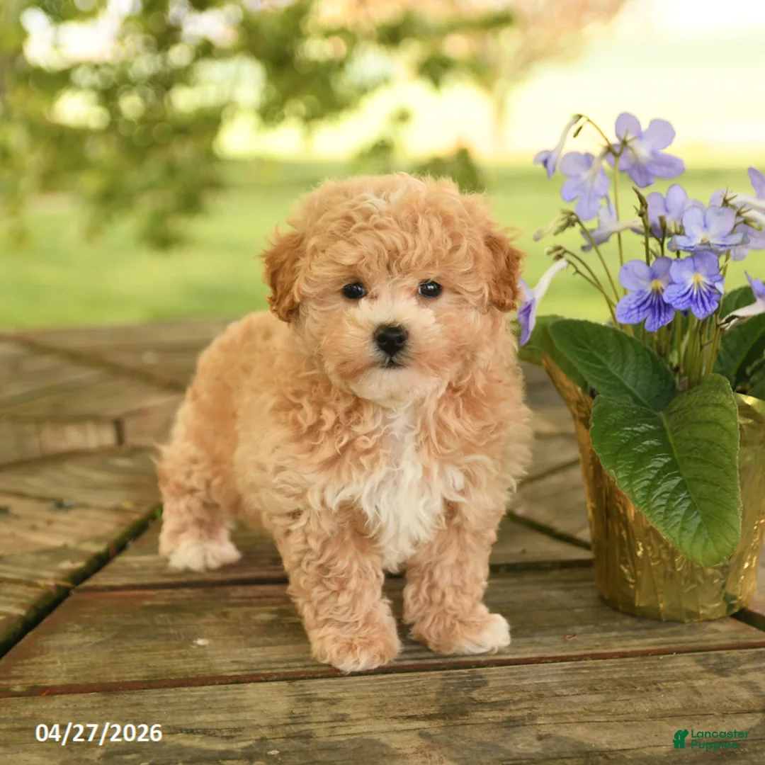 Maltipoo dogs for sale: Rudy - Ad 1