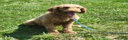 Standard Poodle dogs for sale: Chester  - Ad 10