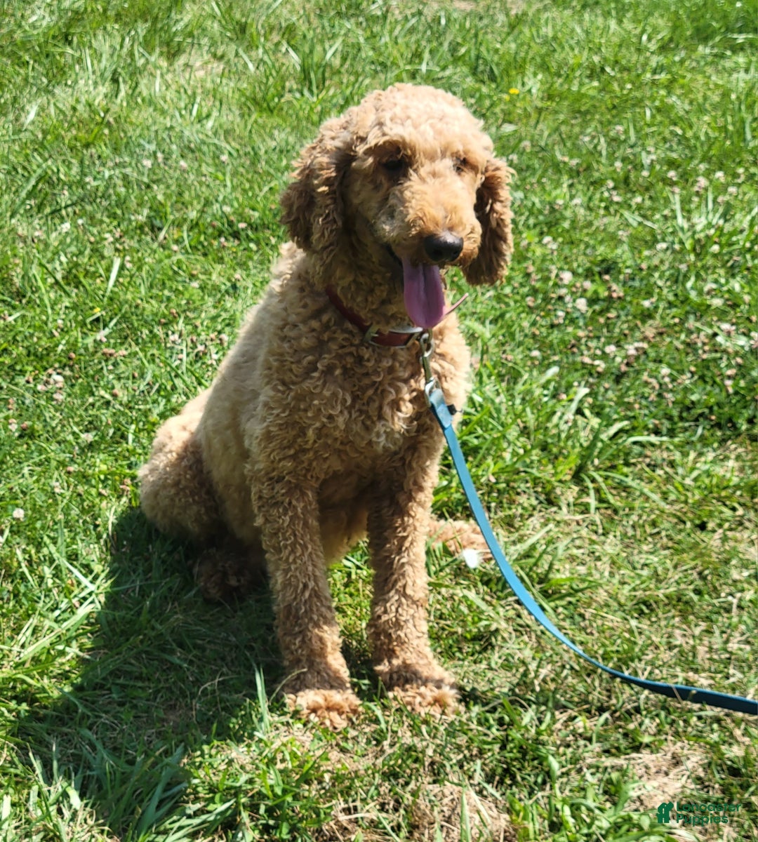 Standard Poodle dogs for sale: Chester  - Ad 10