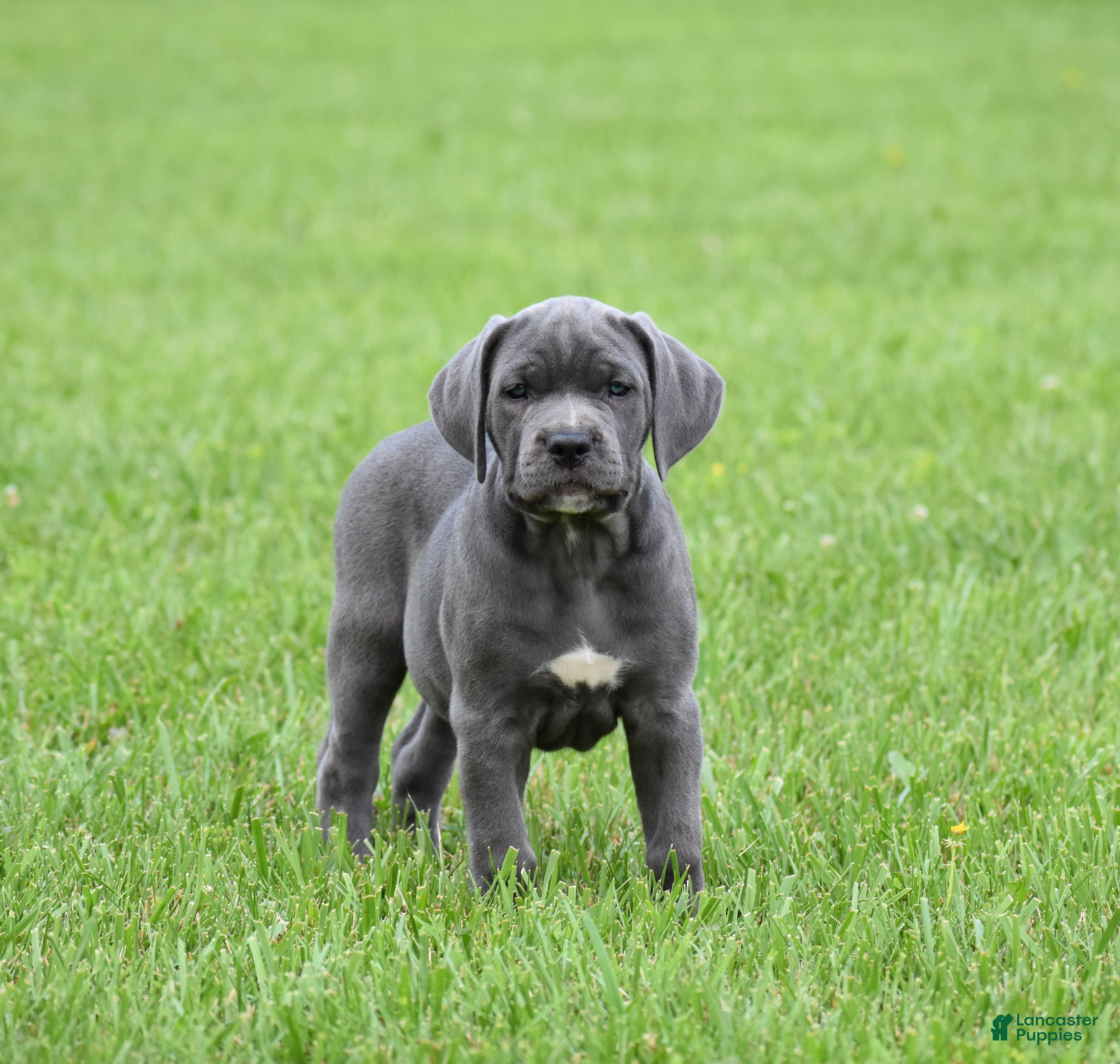 Cane Corso dogs for sale: Brooke - Ad 1