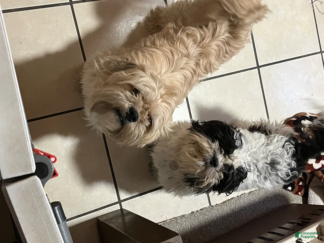 Havanese dogs for sale: Havanese Puppy 2 - Ad 2