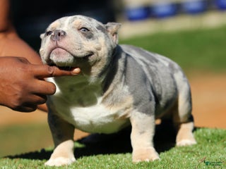 American Bully dogs - Ad 37