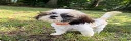 Shih Tzu dogs for sale: Duke - Ad 4