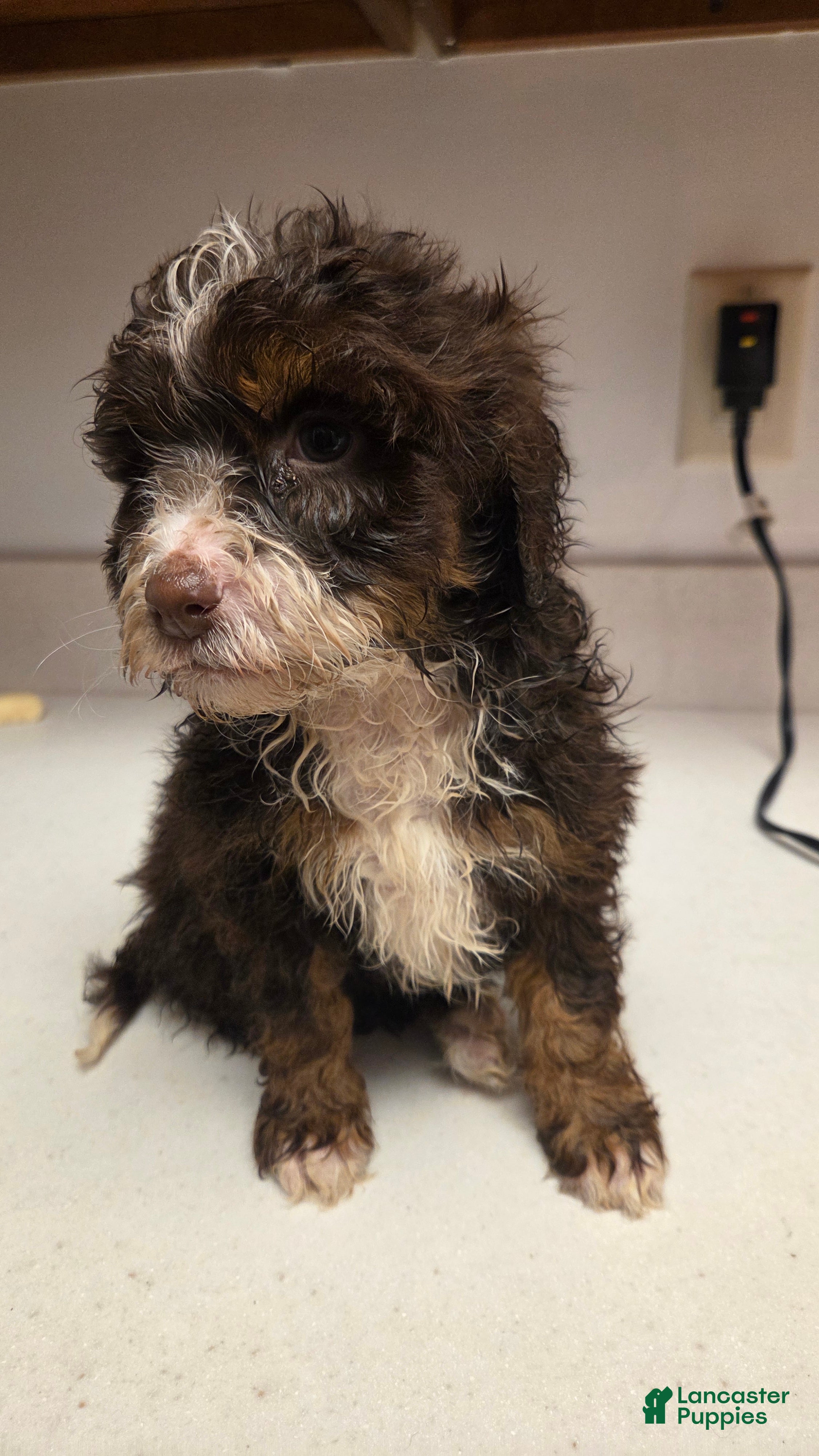 Bernedoodle dogs Bernedoodle Puppy 5 - Ad 9