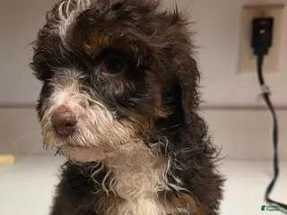 Bernedoodle dogs Bernedoodle Puppy 5 - Ad 9