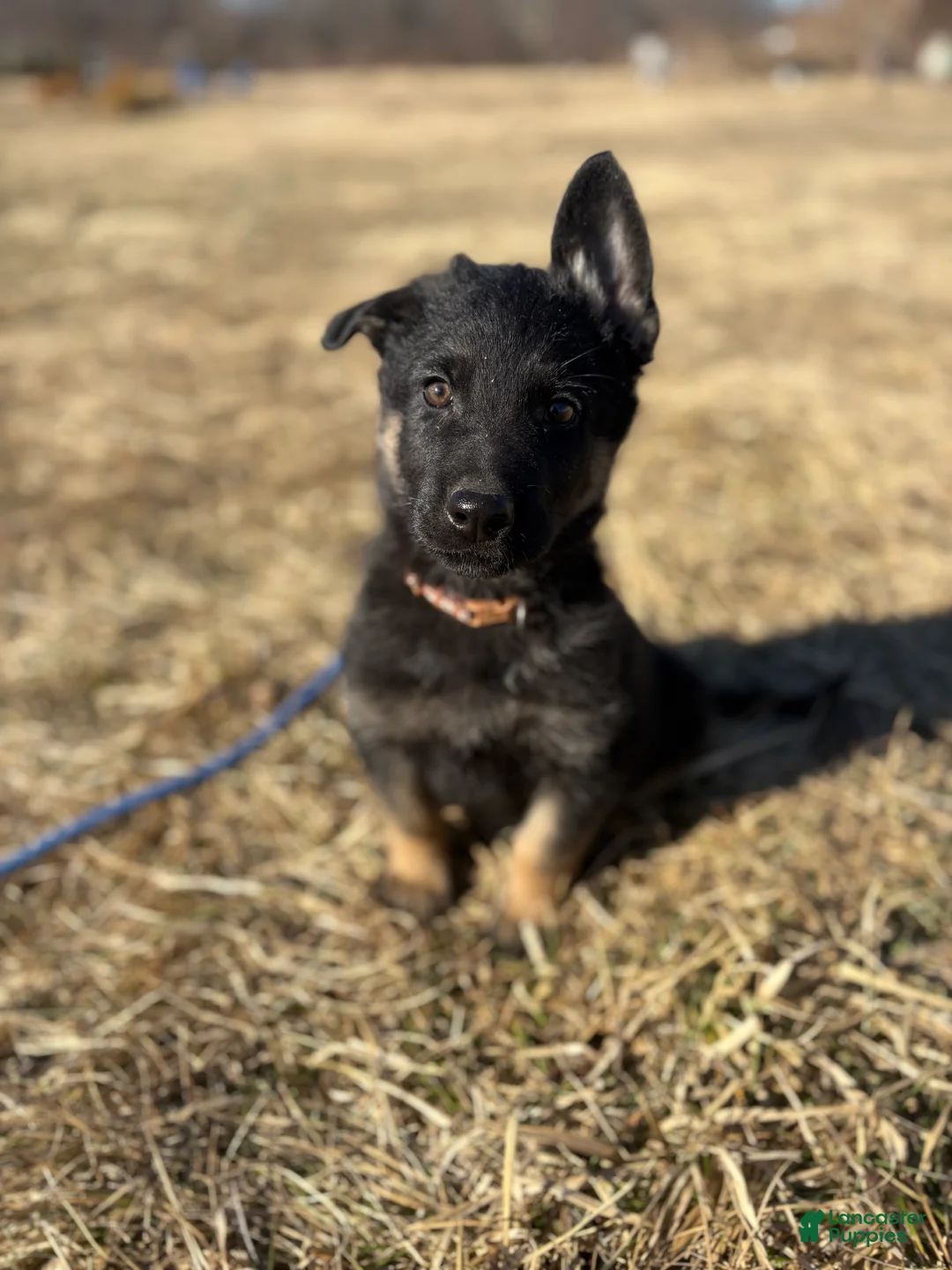 German Shepherd dogs for sale: Brown Collar Male 12-30 - Ad 2