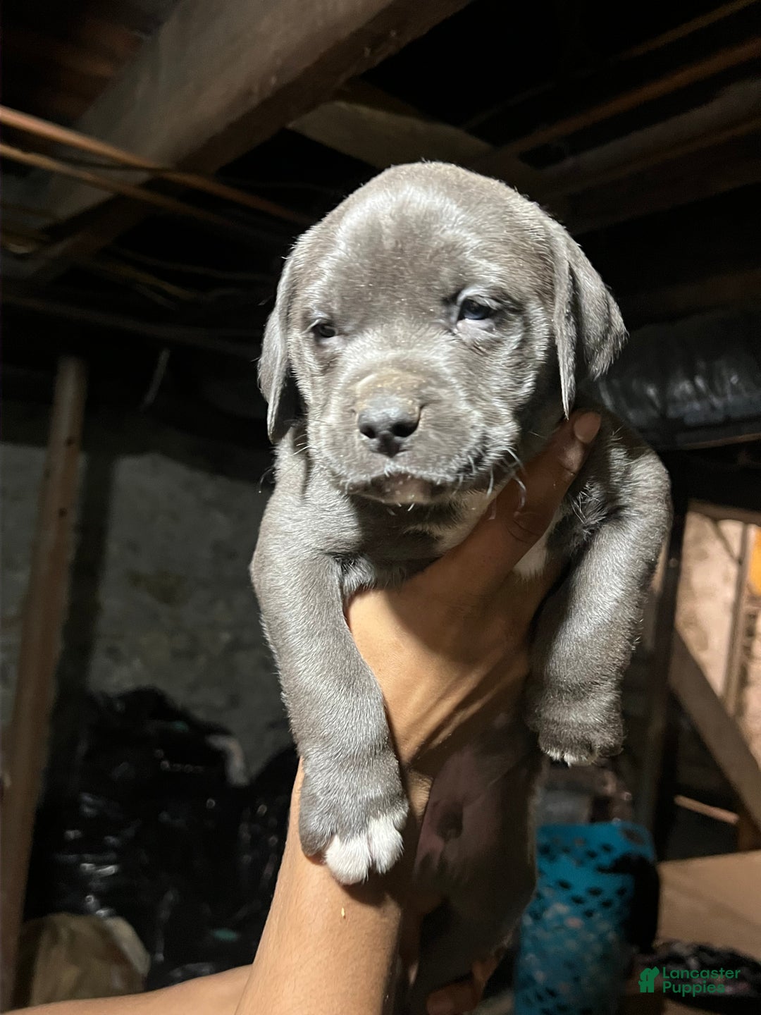 American Pit Bull Terrier dogs for sale: Grumpy - Ad 4