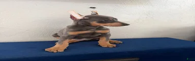 Doberman Pinscher Puppy 2