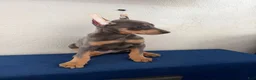 Doberman Pinscher dogs for sale: Doberman Pinscher Puppy 2 - Ad 1