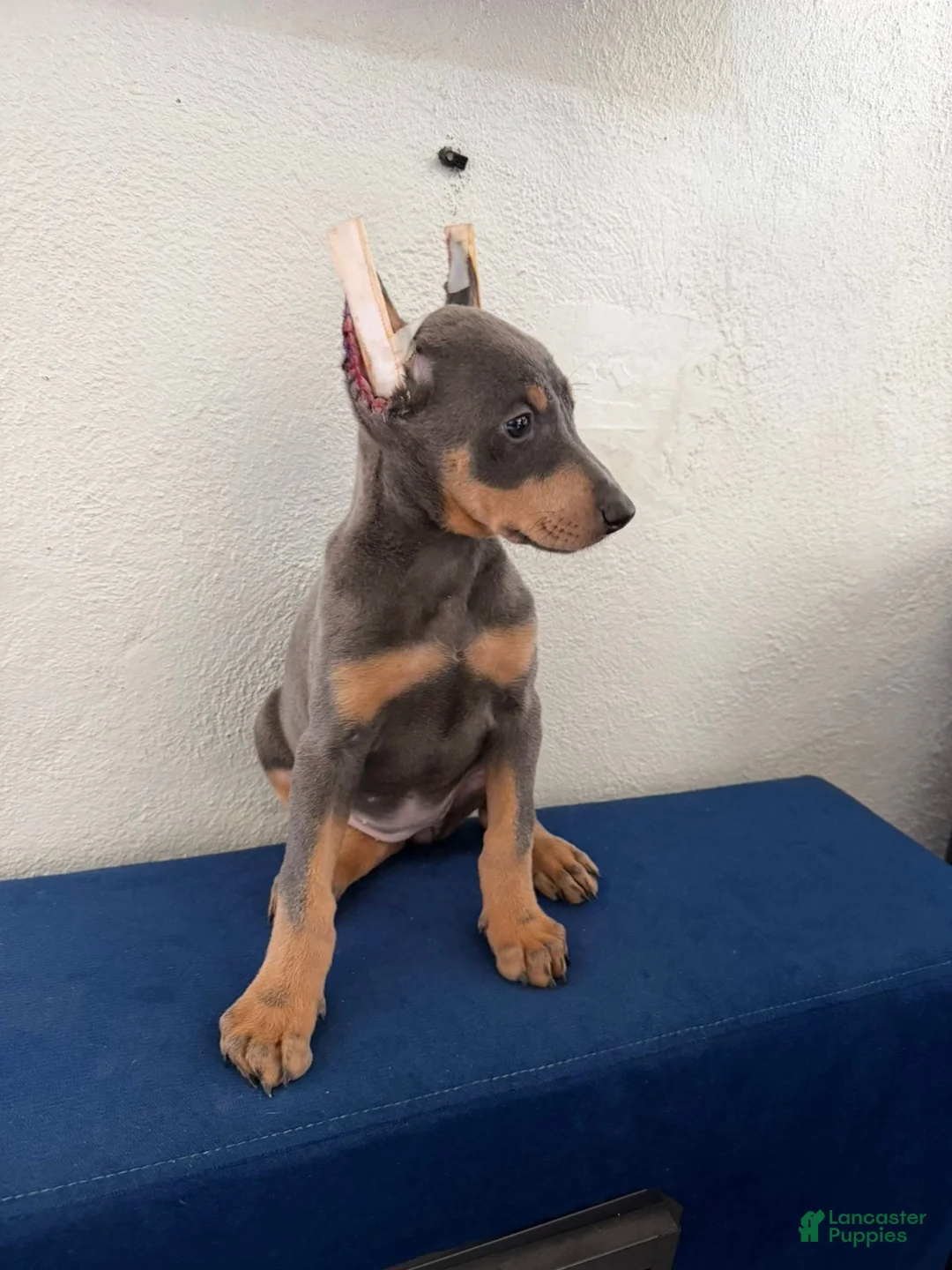Doberman Pinscher dogs for sale: Doberman Pinscher Puppy 2 - Ad 1