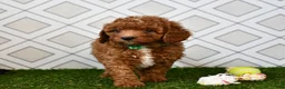 Cavapoo dogs for sale: Rolo - Ad 2
