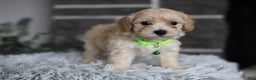 Maltipoo dogs for sale: Sawyer - Ad 3