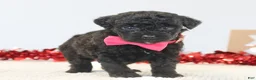 Toy Poodle dogs for sale: Sweet Pea - Ad 3