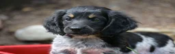 Miniature Dachshund dogs for sale: Max - Ad 4
