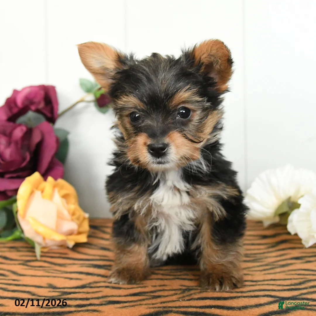 Yorkshire Terrier dogs for sale: Otis - Ad 4