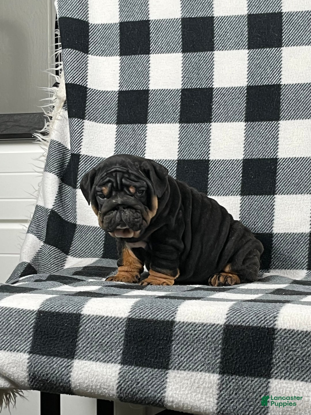 English Bulldog dogs for sale: Bruce - Ad 1