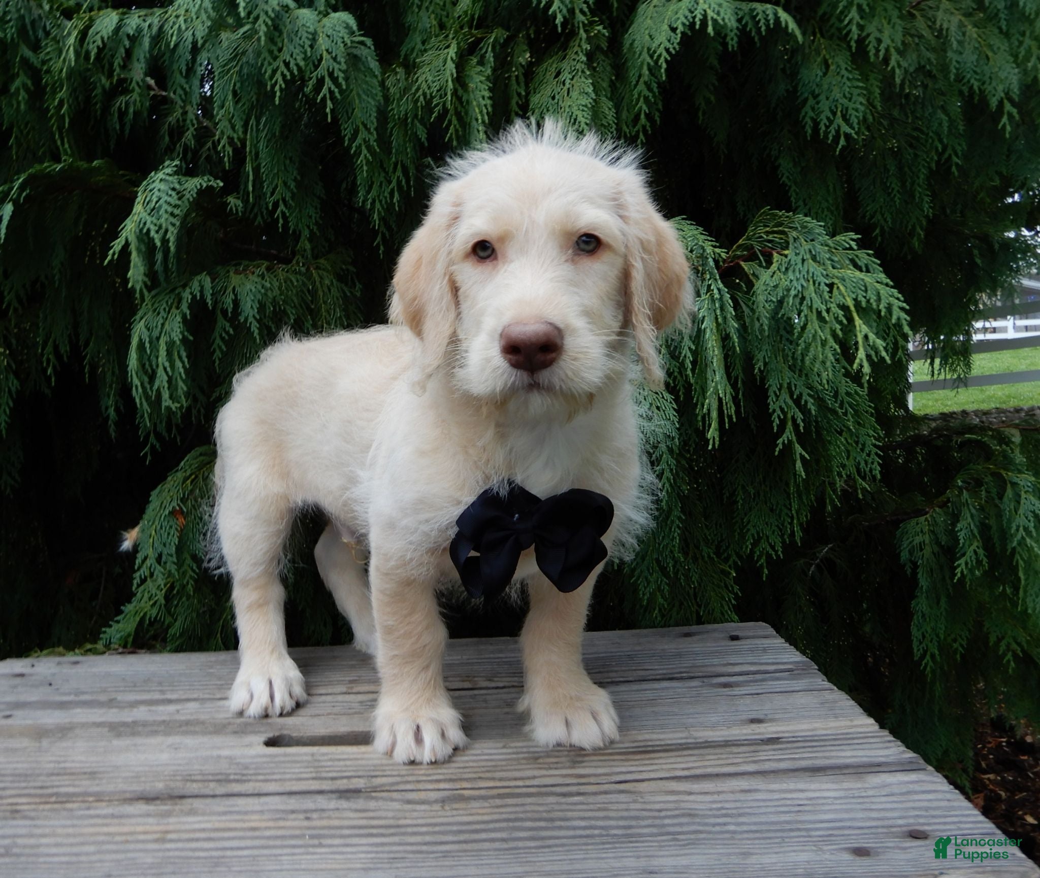 Labradoodle dogs Denver - Ad 41