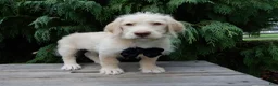 Labradoodle dogs for sale: Denver - Ad 1