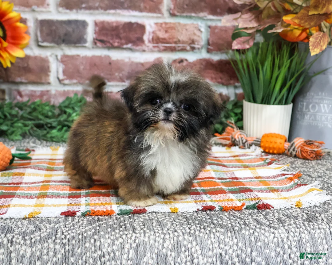 Shih Tzu dogs for sale: Hayes - Ad 2