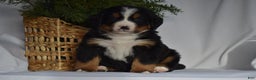 Bernese Mountain Dog dogs for sale: Rowdy - Ad 5