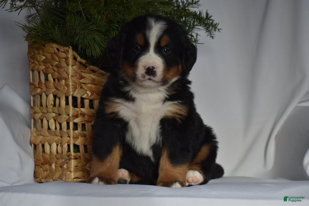 Bernese Mountain Dog dogs for sale: Rowdy - Ad 5