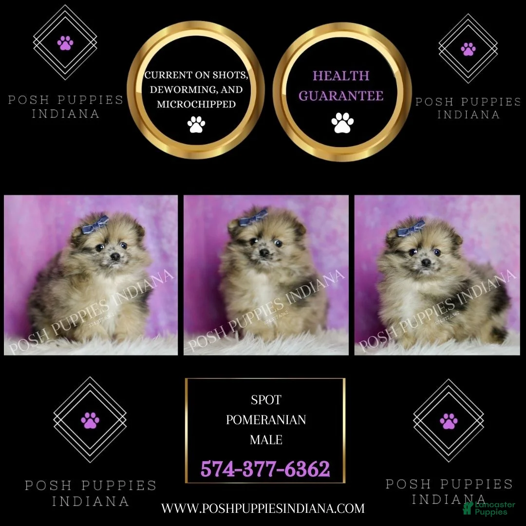 Pomeranian dogs for sale: Spot - Ad 8